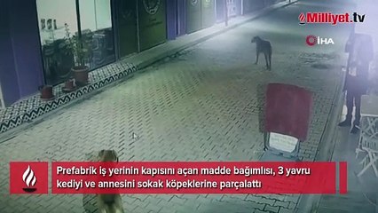 İş yerinin kapısını açıp kedileri köpeklere parçalattı