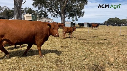 Yallambee Angus sale in Southern Highlands