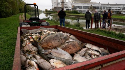 « Je me demande ce qu’il se passe » : dans le canal du Loing, une hécatombe de poissons
