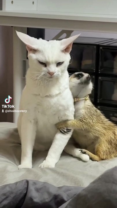 Serba serbi binatang