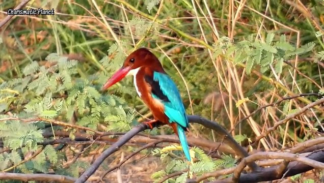 Smyrna Kingfisher, White-breasted Kingfisher, White-throated Kingfisher