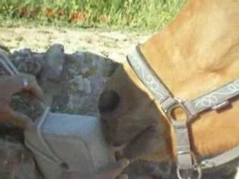 La pierre , Le Licol et la jument . . . . et moi xD