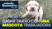Cómo ganar dinero con una mascota trabajadora