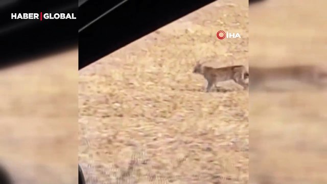 Burdur'da ormanın hayaletini kedi zannettiği anlar sosyal medyada gündem oldu