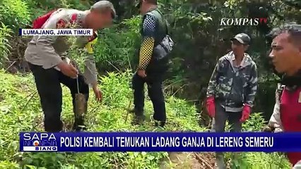 Tak Habis-Habis, Polisi Musnahkan 4.334 Batang Tanaman Ganja di Taman Nasional Bromo Tengger Semeru