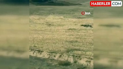 Aç Kalan Domuz Sürüsü Mahalleye İndi