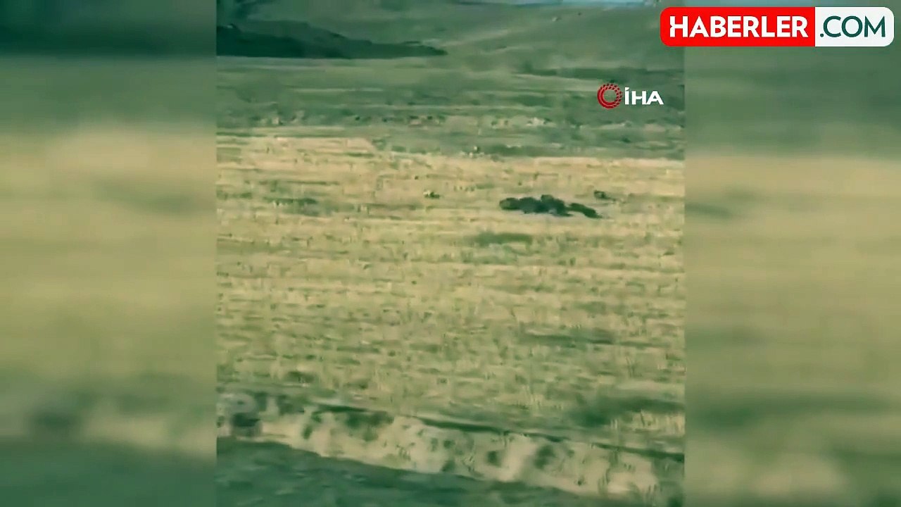 Aç Kalan Domuz Sürüsü Mahalleye İndi