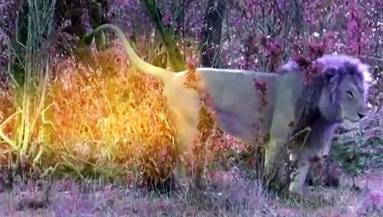 Leão, Território Selvagem (Lion Battlefield - 2002) - Dublado