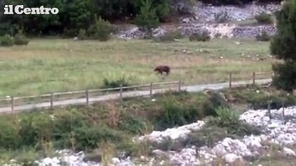 L'orsa Gemma a passeggio vicino alla statale