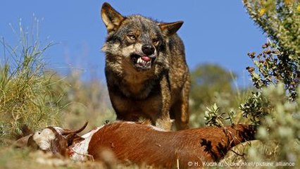 Spanien: Konflikt zwischen Wölfen und Viehzüchtern in Kastilien und Leon 🐺
