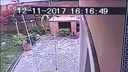 Labrador sbranato, il mistero dell'intruso nel cortile dei pitbull