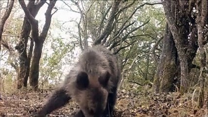 Parco Nazionale d'Abruzzo, mamma orsa con gli orsetti mangia le pere selvatiche