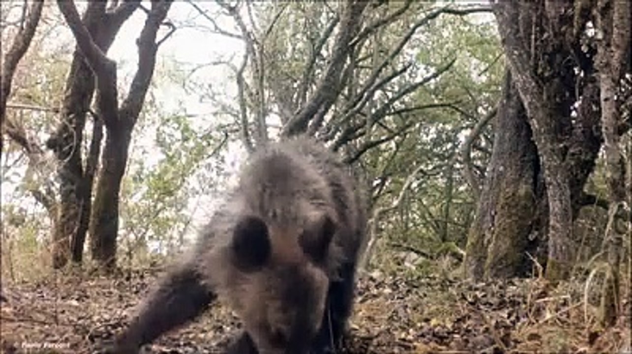 Parco Nazionale d'Abruzzo, mamma orsa con gli orsetti mangia le pere selvatiche