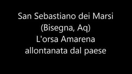 L'orsa Amarena in fuga per le strade di San Sebastiano dei Marsi