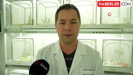 Kokarca İstilasıyla Mücadelede Samuray Arısı Üretimi 10 Kat Arttı