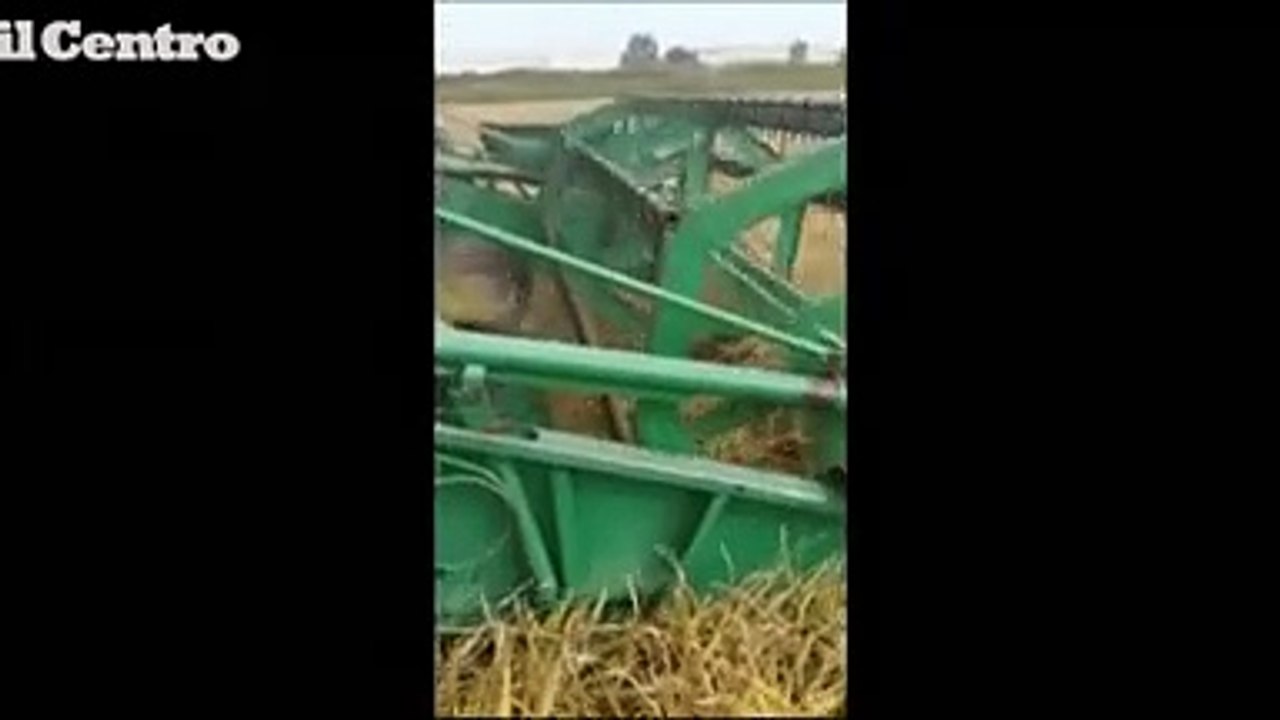 Roseto degli Abruzzi, torna la coltivazione del riso