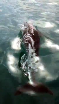 A Pescara lo spettacolo dei delfini, tuffi accanto alla barca