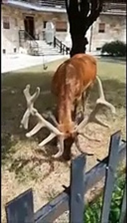 Villetta Barrea, cervo "bruca" nel giardino di un condominio