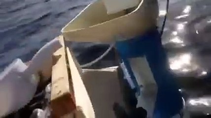 Lo squalo bianco dell'Adriatico
