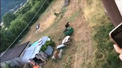 Villavallelonga, la fuga dell'orsa dopo la strage di conigli