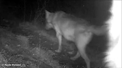 Parco Nazionale, lupi giocano con le videotrappole