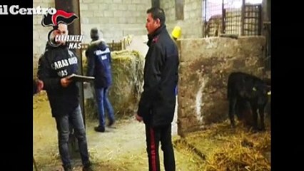 L'Aquila, controlli dei Nas negli allevamenti: sequestri e sanzioni