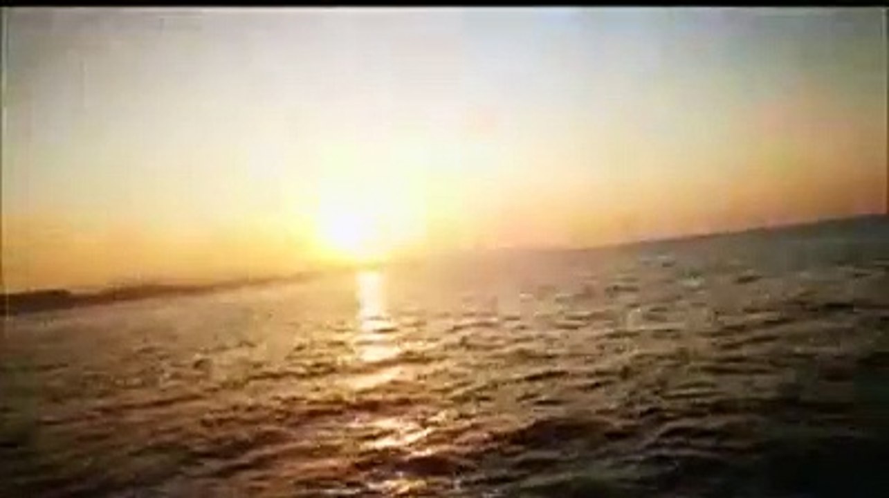 Decine di delfini al largo di Pescara: "E' qualcosa di meraviglioso"