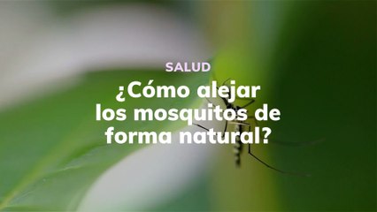 ¿Cómo alejar los mosquitos de forma natural?