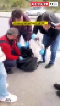 Çöp konteynırına atılmış onlarca ölü kedi bulundu