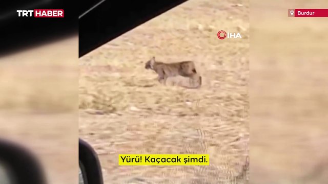 Burdur'da ilk kez vaşak gören avcıların ilginç diyaloğu kamerada