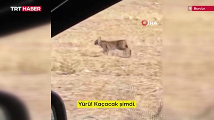 Burdur'da ilk kez vaşak gören avcıların ilginç diyaloğu kamerada