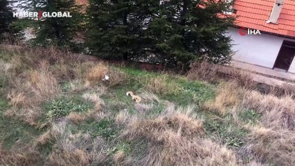 Hep geceleri görünen tilki bu kez gündüz ortaya çıktı, oynadığı oyunla herkesi güldürdü