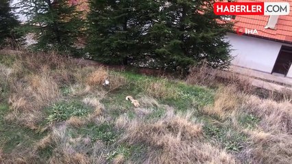 Gümüşhane'de Gündüz Vakti Tilki Oyunu