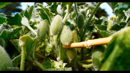 Loài Trái Cây Kỳ Lạ Bắn Hạt Và Nước Đi Xa Khi Chạm Vào - Dưa Chuột Phun