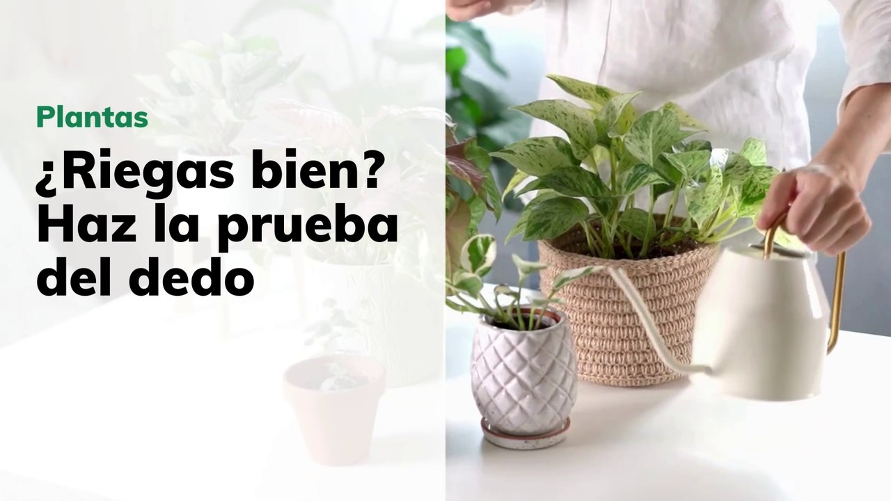 ¿Riegas bien? Haz la prueba del dedo