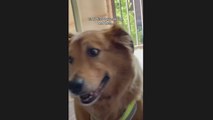 Un adorable gatito y un Golden Retriever: de enemigos a amistas para toda la vida en un solo día