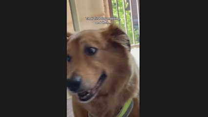 Un adorable gatito y un Golden Retriever: de enemigos a amistas para toda la vida en un solo día