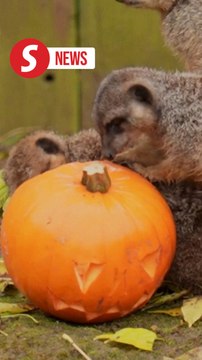 Pumpkin spice and all things nice: Zoo animals get tasty treats for Halloween
