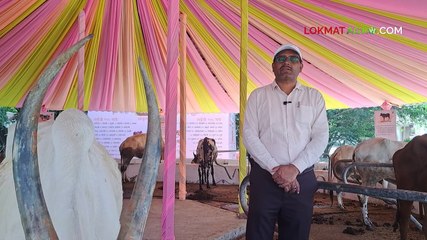 गोधन ओळख भाग  ११ महाराष्ट्रातील सर्वांत छोटी गाय कोकण कपिला