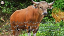 LION AND OX | شیر اور بیل| ANIMAL  STORY  | INTERESTING STORY