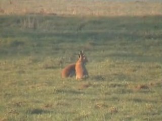 Wildlife - Irish Hare