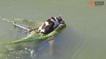 Dog rescued after it was found floating down canal on shopping cart