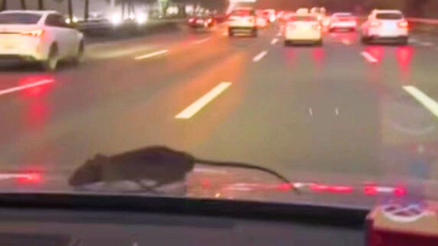 Rat scurries across front of car as couple drives down motorway