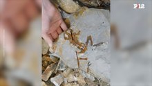 Hallan en Santa Cruz un fósil de 165 millones de años que revela la evolución de las ranas