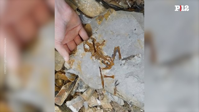 Hallan en Santa Cruz un fósil de 165 millones de años que revela la evolución de las ranas