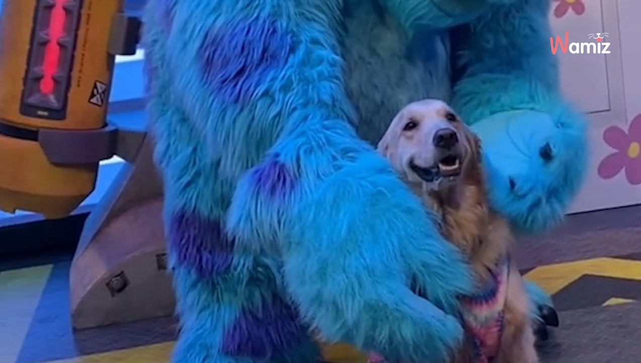 Letzter Tag im Leben von Golden Retriever bringt Millionen von Menschen zum Weinen