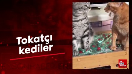 Tokatçı kediler