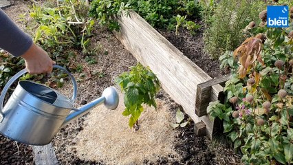 Roland Motte, jardinier : plantez vos framboisiers en automne