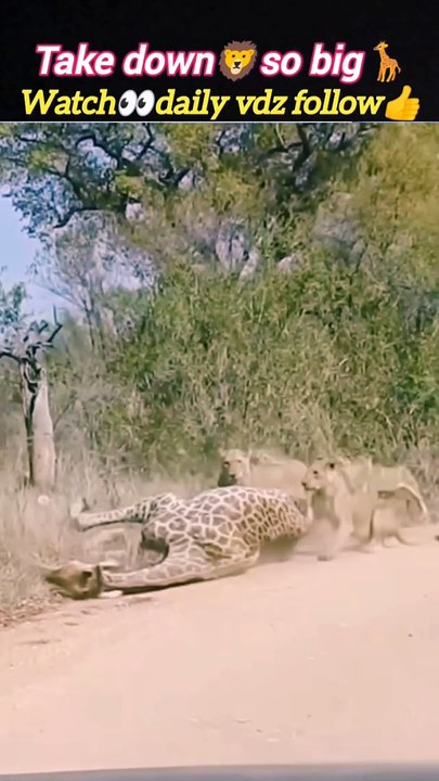 Lionhunting giraffe | lion attack | lion roar sound | #trending #animal #wild