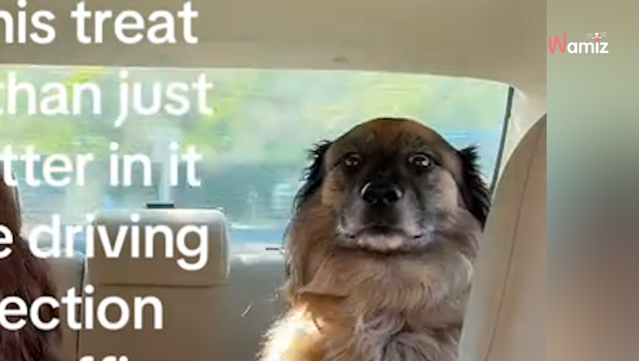 Hund freut sich auf Ausflug, bis er plötzlich begreift, wo die Reise wirklich hingeht